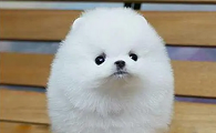 绣球犬是不是士狗
