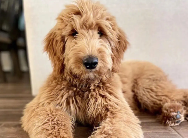 金贵犬多少钱一只
