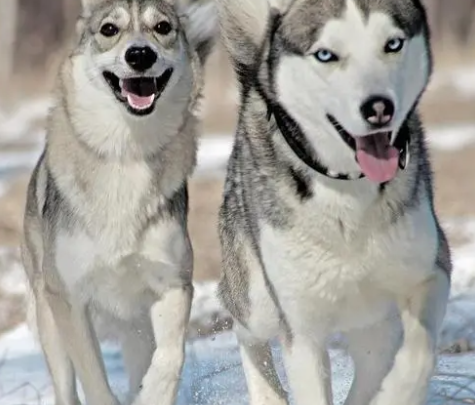 西伯利亚雪橇犬和哈士奇的区别