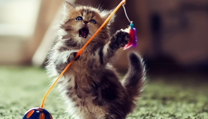 在网上买了只猫,到货后发现头上有个疙瘩,联系卖家后我超后悔!