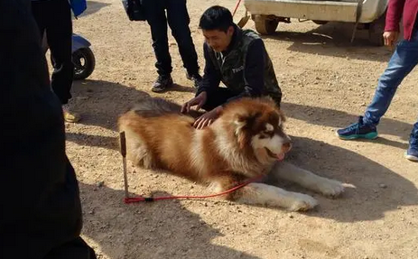 狗市：蹲守一早上的商贩将阿拉斯加犬，降价700元出售！