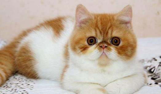小猫的外貌特征 小猫的外貌特征