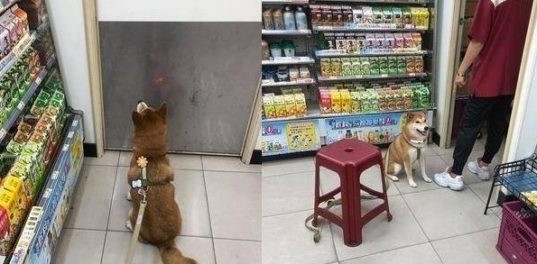 柴犬每天都往便利店跑。女主人注意到真相后,非常嫉妒 柴犬每天都往便利店跑。女主人注意到真相后,非常嫉妒
