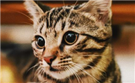母猫找孩子的叫声