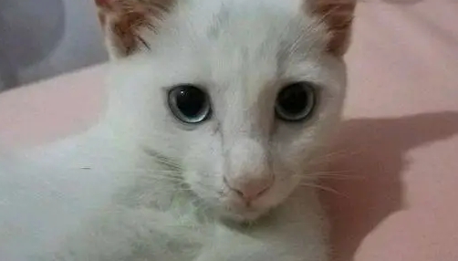 小猫10元一只 小猫10元一只