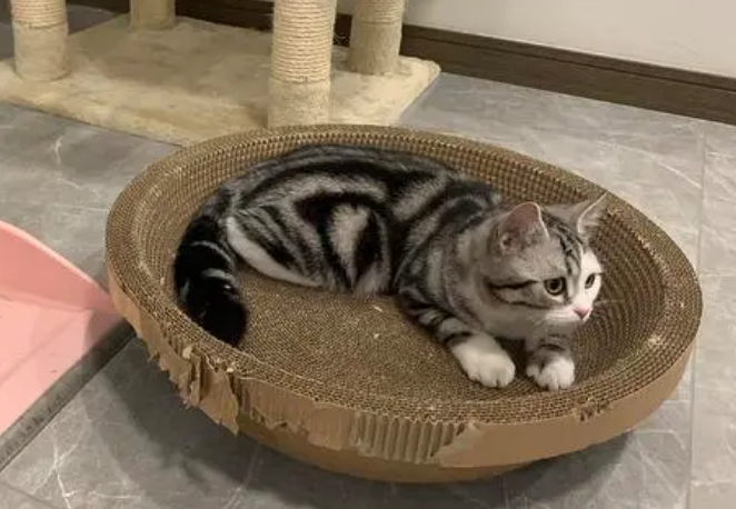 猫抓板子代表心情