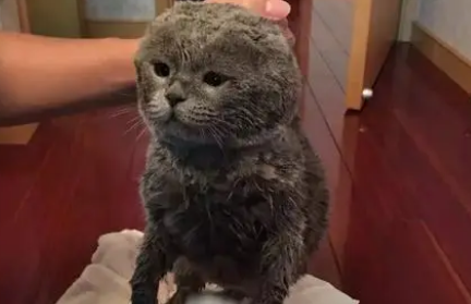 虐猫行为的心理原因 虐猫行为的心理原因
