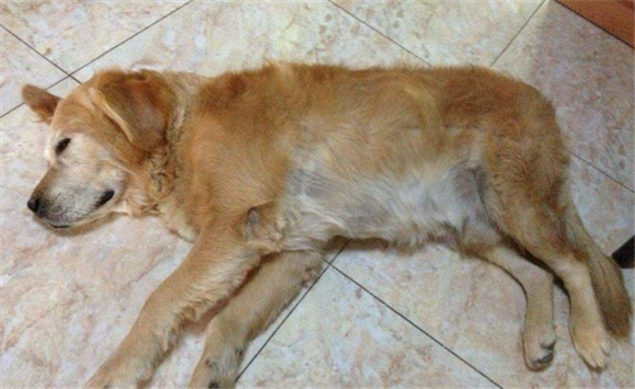老狗狗临死前的表现10天