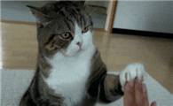 猫用手拍你代表什么