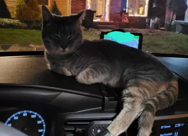 网友在停车场被碰瓷,猫咪径直跳上车:养我!快! 网友在停车场被碰瓷,猫咪径直跳上车:养我!快!