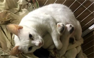 母猫几岁能生孩子