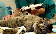 猫做绝育手术需要多少钱