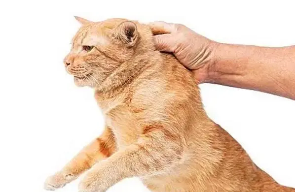 为什么不能抓猫后背的皮 为什么不能抓猫后背的皮