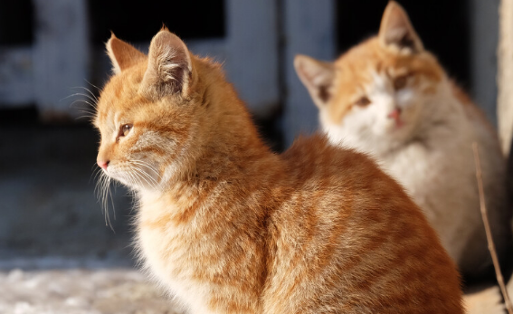 上海静安公园流浪猫创口裸露引关注 上海静安公园流浪猫创口裸露引关注