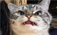 母猫突然性情大变咬人凶