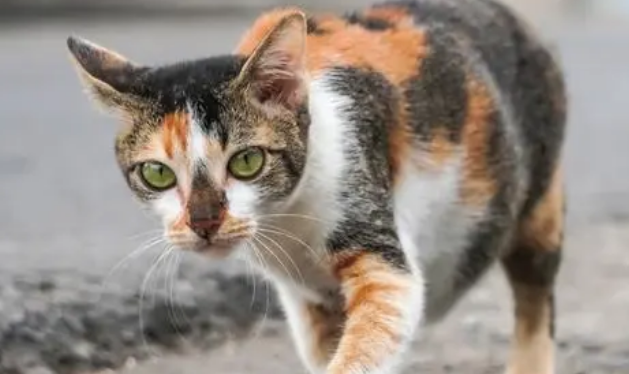 扬大学子开展关爱流浪猫活动 扬大学子开展关爱流浪猫活动