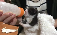 小猫能喝什么奶