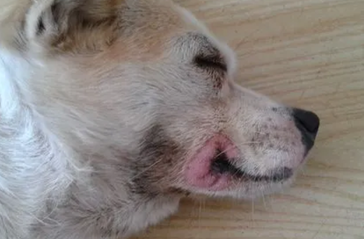 猫猫狗狗生病了,杭州哪家动物诊疗机构更靠谱?看星级就知道了 猫猫狗狗生病了,杭州哪家动物诊疗机构更靠谱?看星级就知道了