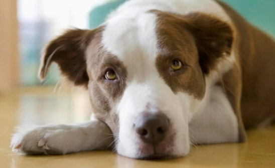 老人为保护孩子被恶犬咬伤,抢救后仍终身残疾 老人为保护孩子被恶犬咬伤,抢救后仍终身残疾