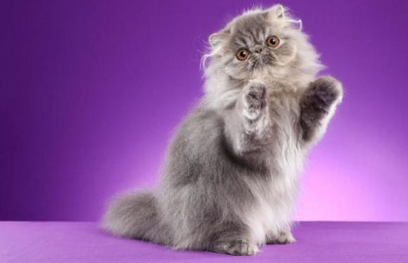 世界上真的有紫色的猫吗