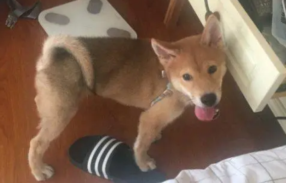 柴犬犯错金毛还包庇,一怒之下把它关起来了,柴犬主动认错 柴犬犯错金毛还包庇,一怒之下把它关起来了,柴犬主动认错