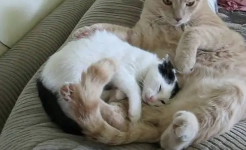 大猫被小猫烦到不行,最后总算是找到了小奶猫的致命弱点 大猫被小猫烦到不行,最后总算是找到了小奶猫的致命弱点