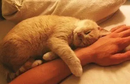 主人出差一个月,猫咪再见他时,紧紧抱住主人手臂:以后别离开我 主人出差一个月,猫咪再见他时,紧紧抱住主人手臂:以后别离开我