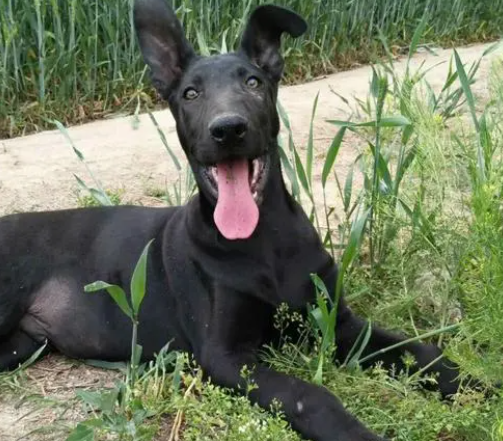 黑狼犬能当警犬吗