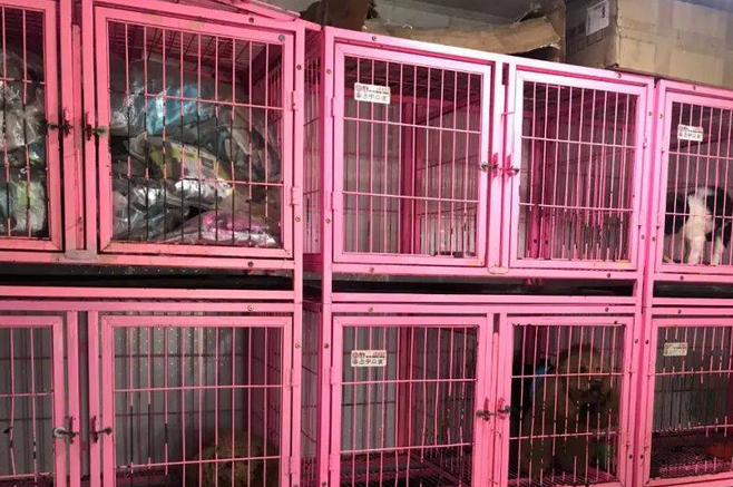 宠物周边服务需求大 澳门宠物店主冀扩大店铺吸客 宠物周边服务需求大 澳门宠物店主冀扩大店铺吸客