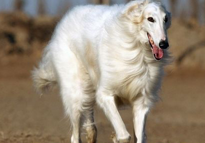 苏俄猎狼犬什么市可养