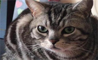 为什么人死后猫不能靠近棺材