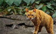诗经里猫的名字