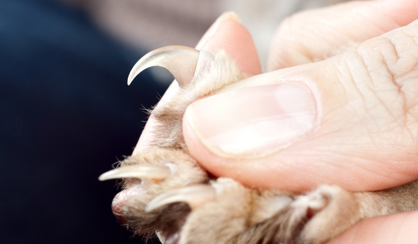 猫指甲剪出血了要紧吗? 猫指甲剪出血了要紧吗?