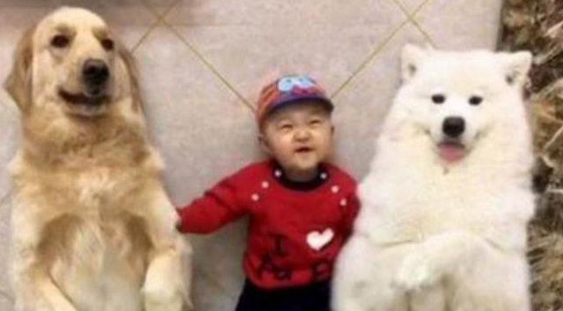 狗狗和小主人捣蛋，结果被罚靠墙罚站，主人：这是“吉祥三宝”啊