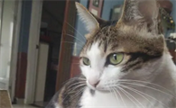 猫重复喵呜是什么意思
