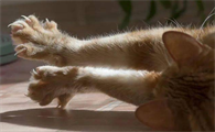 小猫踩奶的动作是什么意思