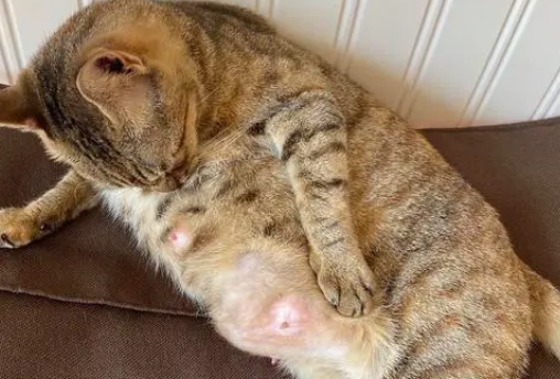 母猫乳房硬块会自己好吗