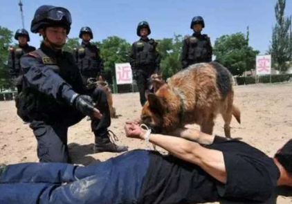 怎么样训练搜毒犬