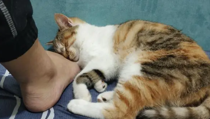 猫一直围着我转蹭我一直叫