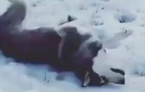 南方的哈士奇第一次见到雪，兴奋的根本停不下来，一脸幸福