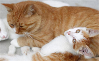 如何分辨公猫母猫
