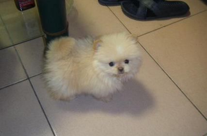 绣球犬多少钱一只