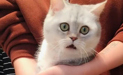染了头发猫咪不认识我了