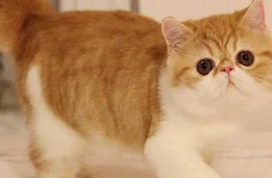 异国短毛猫的饲养方法