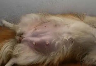 母犬乳房硬块怎么回事