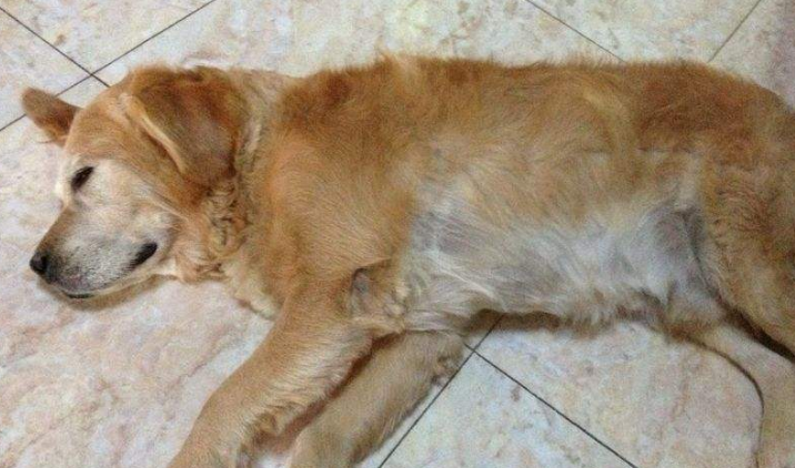 老狗狗临死前的表现