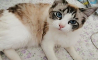 母猫发情怎么办减少痛苦