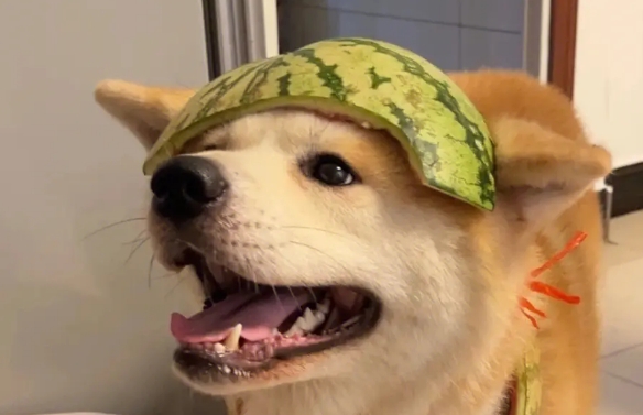 傻狗图片头像图片搞笑