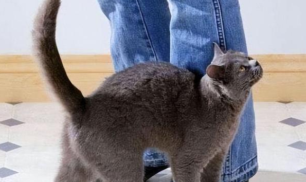 喜欢养猫的人是什么样的人 喜欢养猫的人是什么样的人