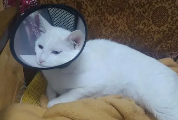 没打疫苗的猫可以绝育吗